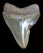 Fossil Megalodon Tooth - Georgia #32673-2